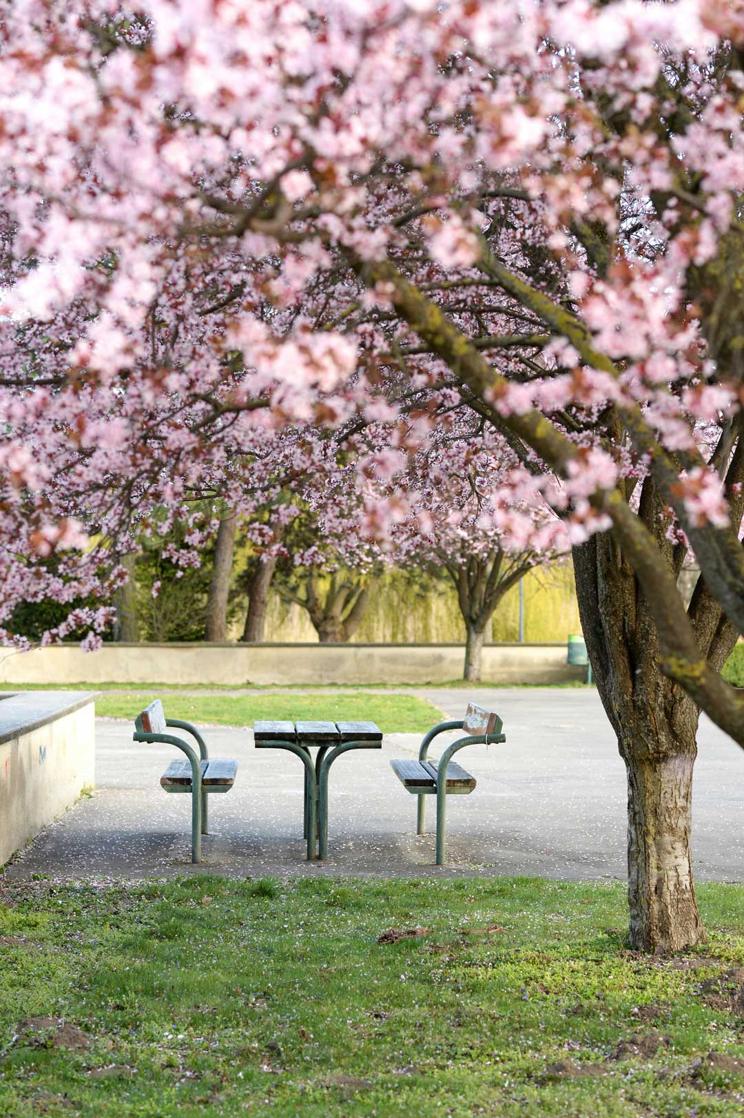 Cherry blossoms in a park in Vienna with 2 benches