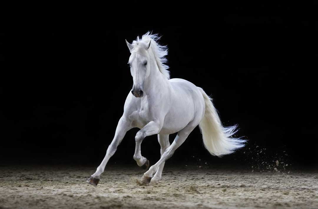 Beautiful white horse in spanish horse riding school in Vienna